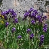Iris sibirica -- Sibirische Schwertlilie